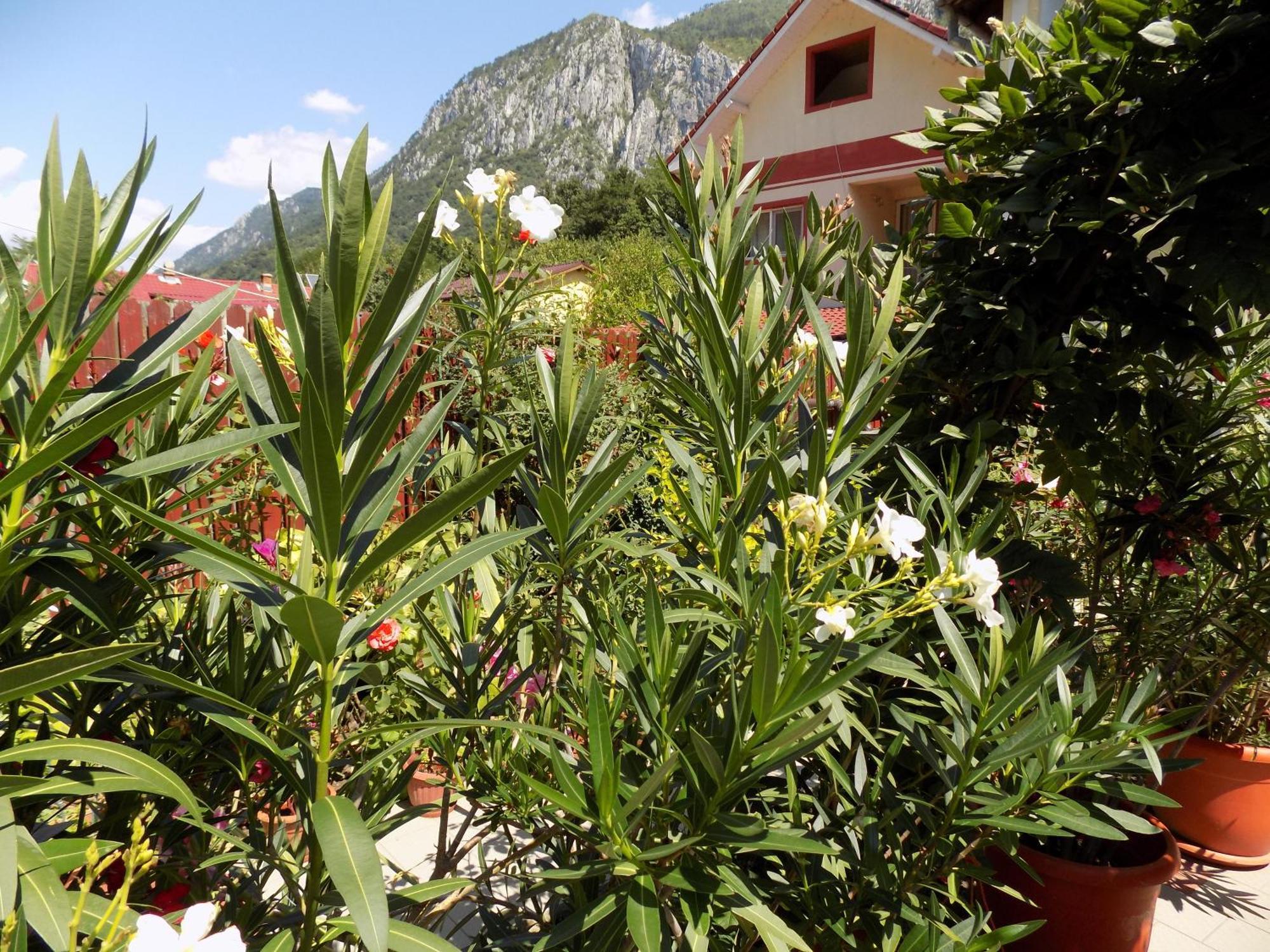 Pension Eden Băile Herculane Extérieur photo