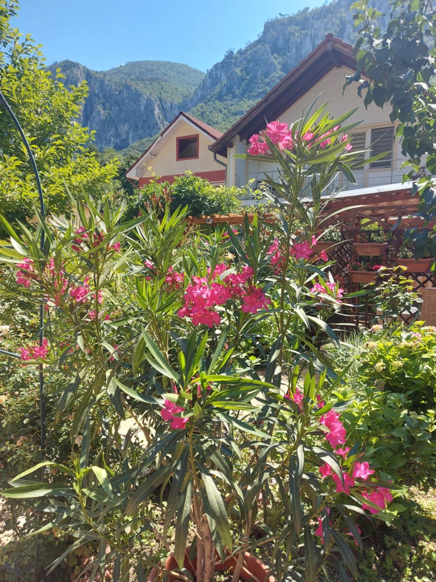 Pension Eden Băile Herculane Extérieur photo